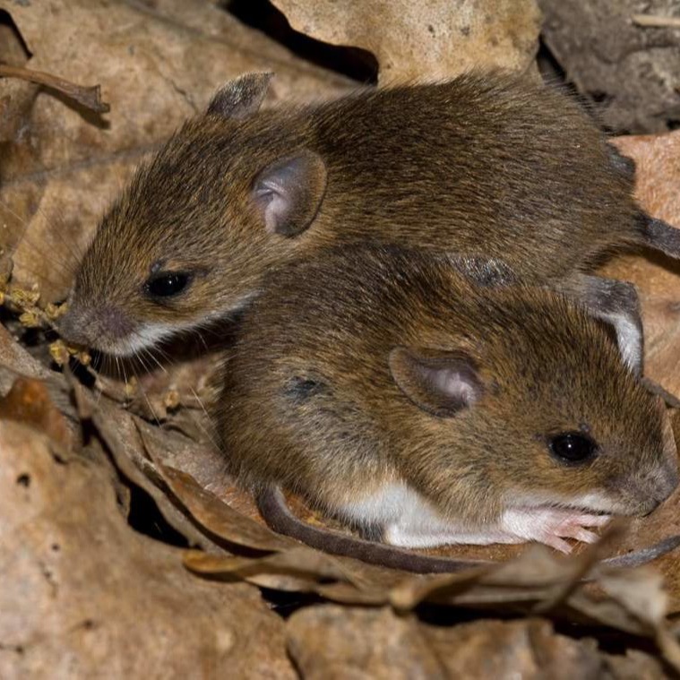 Уничтожения мышей в частном доме в Гродно?