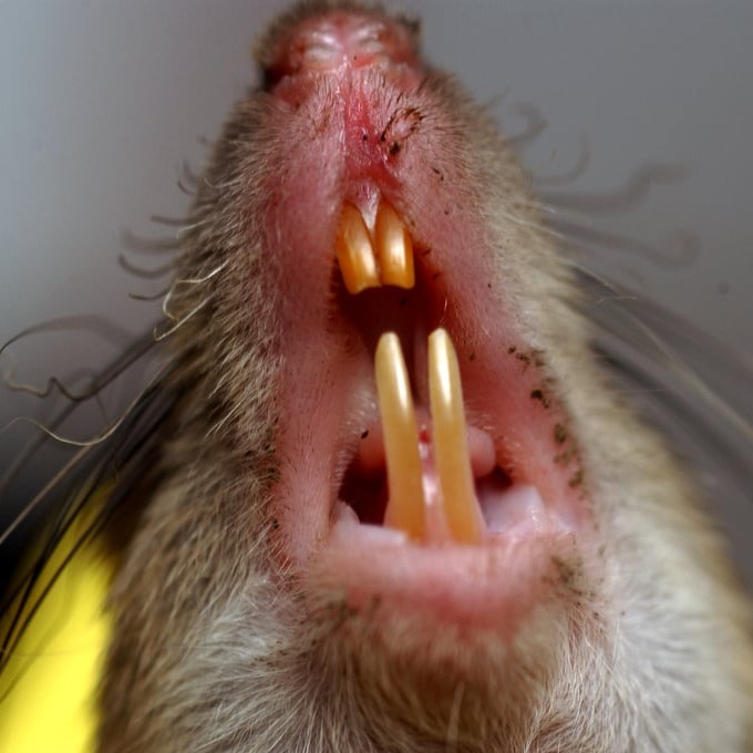 Дератизация крыс в Гродно?